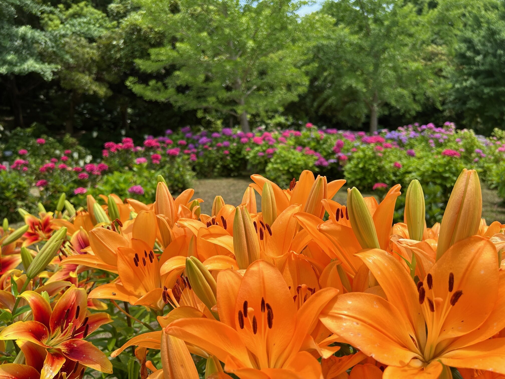 🏞️ 잠자리못 공원(톤보이케 코엔) 이미지 9